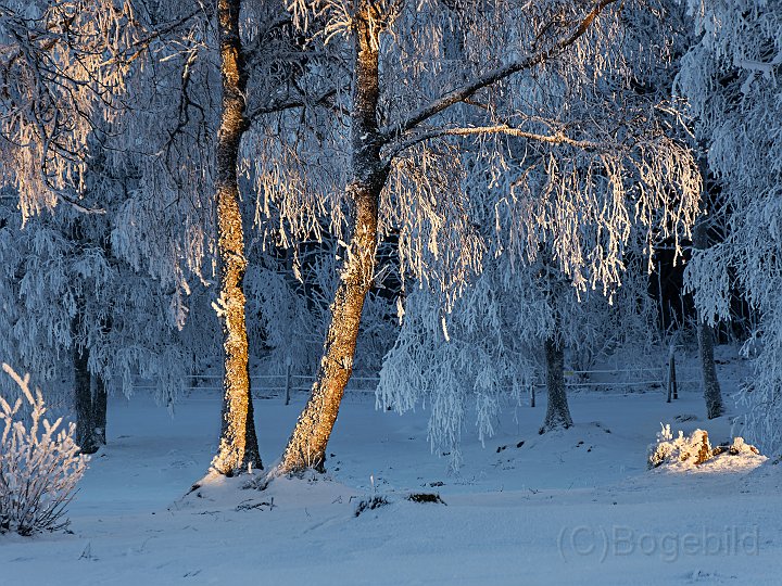 Vinter träd2.jpg